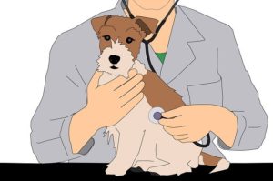 Read more about the article I Want to Be a Veterinarian